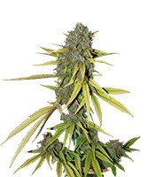 Lemon Skunk (DNA Genetics) Cannabis-Samen