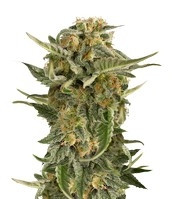 Lost Coast Skunk Auto (Humboldt Seeds Organization) Cannabis-Samen