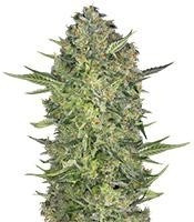 Serious Kush (Serious Seeds) Cannabis-Samen