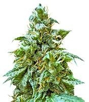 Superb OG (Heavyweight Seeds) Cannabis-Samen