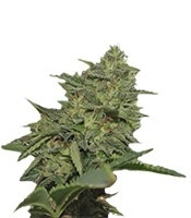 Original Cheese IBL (Paradise Seeds) Cannabis-Samen