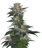 The Hog regular (T.H. Seeds) Cannabis-Samen