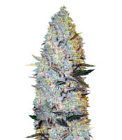 Amnesium (Victory Seeds) Cannabis-Samen