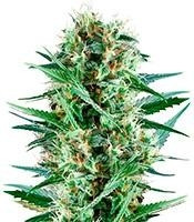 Royal Cookies feminized seeds