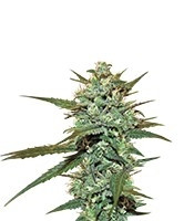 Sweet Haze regular (DNA Genetics) Cannabis-Samen