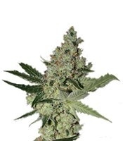 Acid (Paradise Seeds) Cannabis-Samen