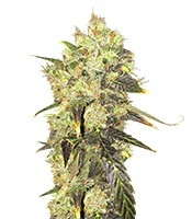 Supreme Durban CBD (Nirvana Seeds) Cannabis-Samen