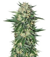 Dr. Greenthumb’s Em-Dog by B-Real (Humboldt Seeds Organization) Cannabis-Samen