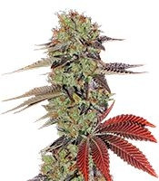 King’s Kush Auto (GHS) Cannabis-Samen