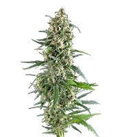 Amnesia Gold strain