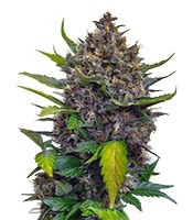 Black Cream Auto (Sweet Seeds) Cannabis-Samen
