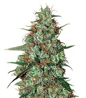 Wild Thailand Ryder feminized seeds