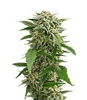Bubba Kush Autoflowering (Dinafem Seeds) Cannabis-Samen