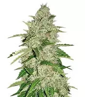 Nefertiti (Pyramid Seeds) Cannabis-Samen