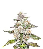 Mendocino Purple Kush (Medical Seeds) Cannabis-Samen