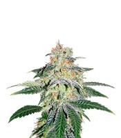 Russian Doll (Kannabia Seeds) Cannabis-Samen