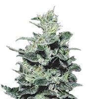 Nebula (Paradise Seeds) Cannabis-Samen