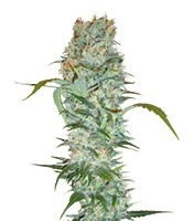 White Russian (Serious Seeds) Cannabis-Samen