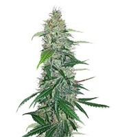 Shiva Skunk regular (Sensi Seeds) Cannabis-Samen