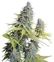 Big Foot (Sweet Seeds) Cannabis-Samen