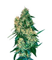 Chingis Khan (VIP seeds) Cannabis-Samen