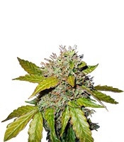 Northern Light Automatic (Nirvana Seeds) Cannabis-Samen