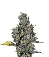 Viagrra (VIP seeds) Cannabis-Samen