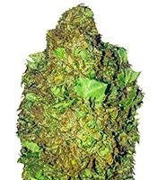 Short & Sweet Auto (Heavyweight Seeds) Cannabis-Samen