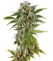 Kush'N'Cheese (Dinafem Seeds) Cannabis-Samen