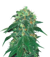 Punky Lion (Samsara Seeds) Cannabis-Samen