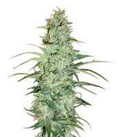 Super Skunk regular (Nirvana Seeds) Cannabis-Samen
