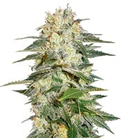 Afghan Kush Ryder Auto feminized seeds