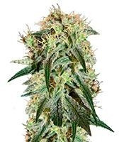 Damn Sour (GHS) Cannabis-Samen