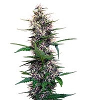 Dark Devil Auto (Sweet Seeds) Cannabis-Samen