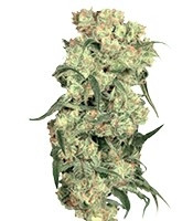 Freddy's Best (Dutch Passion) Cannabis-Samen