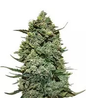 Cookies Kush (Barney's Farm)