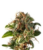 Auto Fresh Candy strain