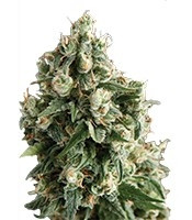 Lennon (Pyramid Seeds) Cannabis-Samen