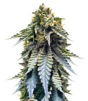 Chocolate Mint OG (Humboldt Seeds Organization) Cannabis-Samen
