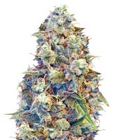 ICED Grapefruit (Female Seeds) Cannabis-Samen