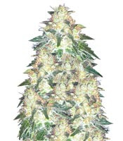 Russian Snow (Vision Seeds) Cannabis-Samen