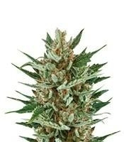 Speedy Chile Fast Flowering (RQS) Cannabis-Samen