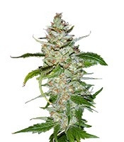 Swiss Cheese (Nirvana Seeds) Cannabis-Samen