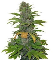 Speed Devil #2 Auto (Sweet Seeds) Cannabis-Samen