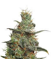 White Castle regular (Nirvana Seeds) Cannabis-Samen