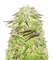 White Widow (Pyramid Seeds) Cannabis-Samen