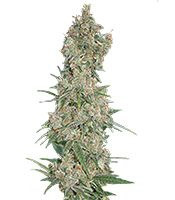 Far Out (Mandala Seeds) Cannabis-Samen