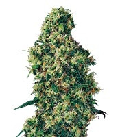Dulce De Leche Auto (VIP seeds) Cannabis-Samen