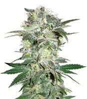Mazar Kush (World of Seeds) Cannabis-Samen