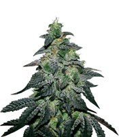 Golosa (Delicious Seeds) Cannabis-Samen